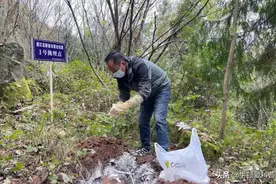 四川野猪泛滥，两天仅抓8头还损失两条猎犬，捕猎野猪难度多大？图片