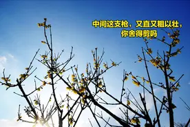 记住口诀顺口溜，果树修剪不发愁图片