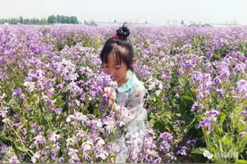 香料种植托起村民“增收致富梦”图片