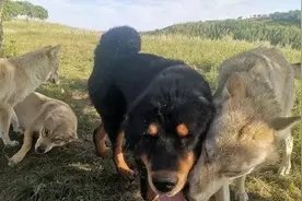 藏獒混入狼群一年成狼王，每天却护住第一口肉，孝敬老狼王图片