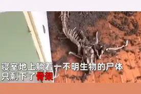 大学寝室惊现不明生物尸骨！长尾四脚似蜥蜴，网友纷纷猜测图片