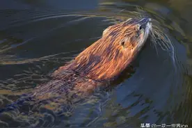 一个月繁殖一次，曾是农村一大害兽，但分泌物能替代麝香被养殖图片