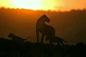 玛莎狮群与卡里军团，塔姆离开诺迟之后，再也没有了消息图片