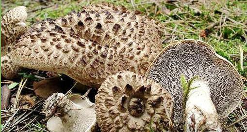 三十一种常见的菌类蘑菇图片