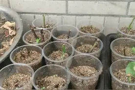 扦插总不活，自制生根水泡一会，10天长出大白根，屡试不爽图片