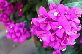 6种农村独有的野果子，满满的儿时回忆，看看你吃过几种？图片