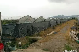介绍一款简易的藤本果园棚架改造的避雨棚图片