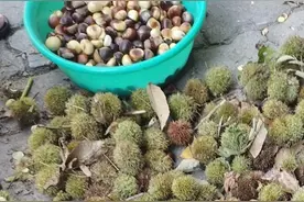 毛栗，板栗的区别图片