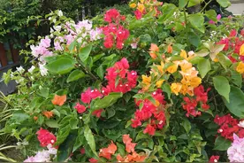 英国留学签证面签这份攻略请收好图片