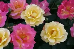 月季花的插扦方法图片