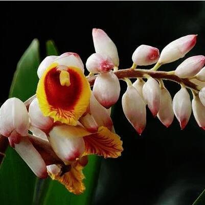 豆蔻,及笄,知天命,花甲,古稀,耄耋,期颐等词都有什么含义?