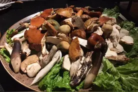 蘑菇的毒居然是“借”来的？图片