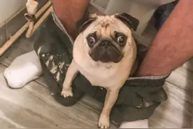 狗狗为何总爱跟人上厕所？其实它想表达这几件事图片