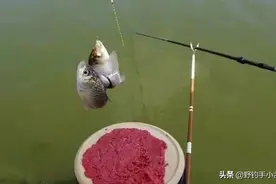 浮漂有信号提竿却无鱼，因挡口所致，详解其原因所在和应对方法图片