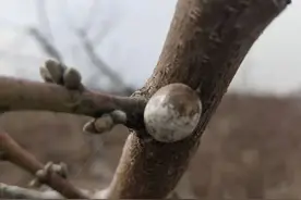 防治桃树病虫害的关键在幼果期图片