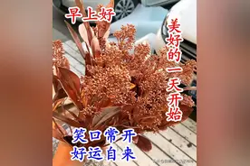 你行的时候，怎么都行，你不行的时候，什么都不行，早安一定要行图片
