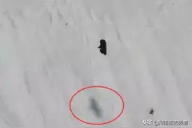 你被骗了！刷爆朋友圈小熊爬山视频，背后真相如此残忍：人类害的图片