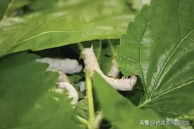 农业农村部畜牧兽医局局长杨振海：促进饲料桑工业化利用，增加蛋白饲料供给图片