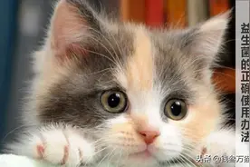 必须这样给猫喂益生菌，才能发挥最大的效果，千万别拌猫粮图片