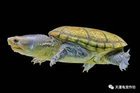 蛋龟之王｜华丽暴君 窄桥麝香龟图片