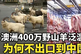 400万野山羊泛滥，澳大利亚建议出口中国，中国网友：不稀罕图片