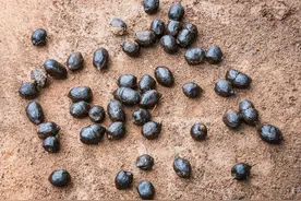 羊粪是一种很好的有机肥，你知道它的优点和缺点有哪些吗？图片