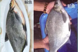 你们还在认为八九斤的那是鳊鱼吗？正确区分鲂鱼，鳊鱼的方法在这图片