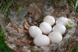 女子野外捡回一窝鸟蛋，养大后傻眼了，无奈之下只能做出这选择图片