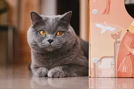 工作效率再提升 尼康Z6宠物拍摄体验图片