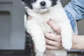 第七届“牵爪归”收容犬爱心领养活动在昌举办图片