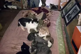 女儿卖房支持她！68岁老人收养1300只流浪动物，每月花费8万多图片