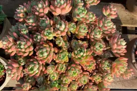 多肉植物长的慢？只需5步，根系旺盛叶片肥，一年一圈崽爆盆轻松图片