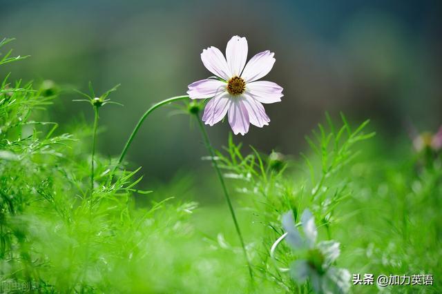中考英语美文阅读100篇：网上购物和线下代购