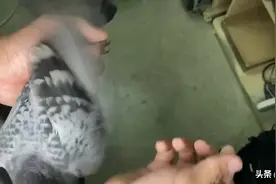 决定赛鸽速度的自然因素有哪些？图片