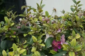 养花的4种虫害，打药都很难清除，如果遇到，用这些方法试试图片