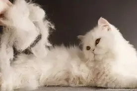 猫掉毛严重怎么办？其实方法很简单图片