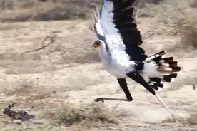 毒蛇的克星——蛇鹫，果然名字里带蛇的都不简单，蛇遇上只能逃跑图片