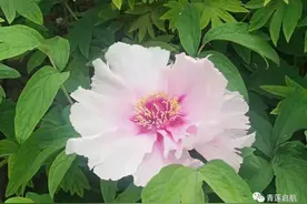 向天再借五百年一曹秋芳图片