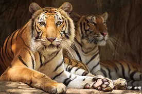 实验证明，老虎在非洲草原克服生存挑战后，连狮子都要让出王位图片