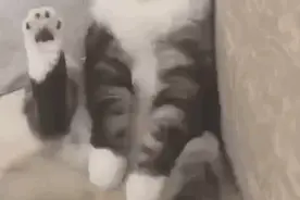 今日揭秘，猫咪身上几大神秘的开关图片