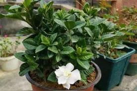 新买来的栀子花，1个“动作”做到位，植株不打蔫，后期更好养图片