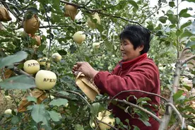 苹果树9月份的管理技术要点图片