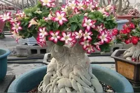 沙漠玫瑰：长在沙漠边缘的奇花，象征着爱情的恒久和幸福图片