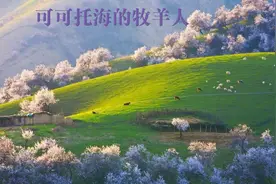 为啥“可可托海的牧羊人”这么火？图片