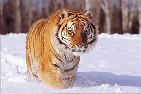 丛林之王东北虎：美貌惊人的猫科霸主图片