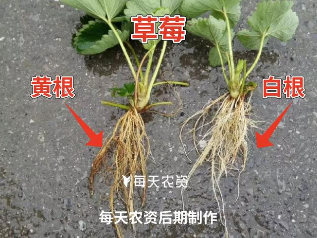 一招教你如何辨别好根、坏根，秒变“识根专家”