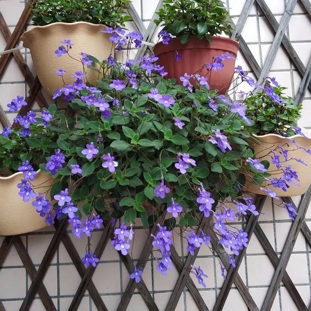 推荐4种"垂吊花",看一眼就会喜欢上,家里养几盆,美如仙境