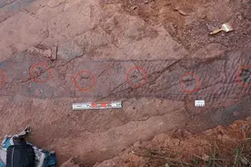 有只恐龙曾在义乌“漫步”浙江科学家已证明图片