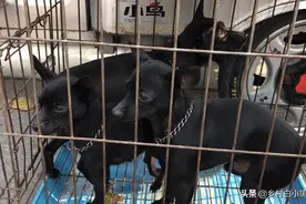 小鹿犬又叫迷你笃宾图片