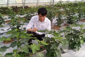 余云华：想要无花果长得好，三叉九顶你会吗？图片